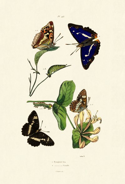 White Admiral by French School